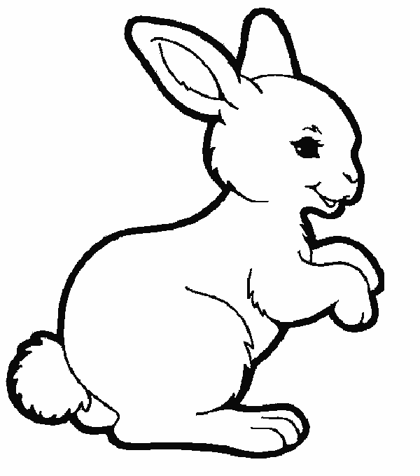 Heel konijn circa 1,3-1,5kg -0