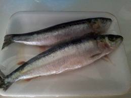 Kiezebrink sardines IQF 10 kg doos (los ingevroren hele vissen)-0